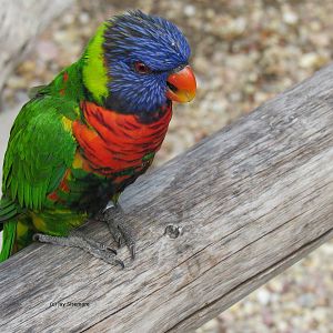 Swainson's Lorikeet