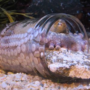 Twospot Octopus