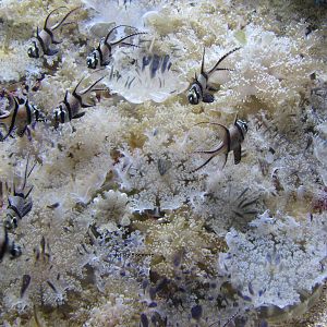Upside Down Jellies and Banggai Cardinalfish
