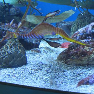 Weedy Sea Dragon