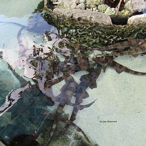 Bamboo Sharks Galore