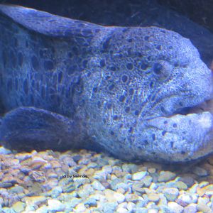 Wolf Eel