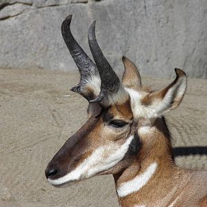 Pronghorn