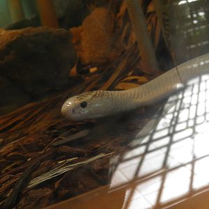 Leucistic Monocled Cobra (sorry about the glare)