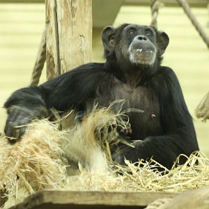 Chimp with baby