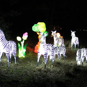 Zebras