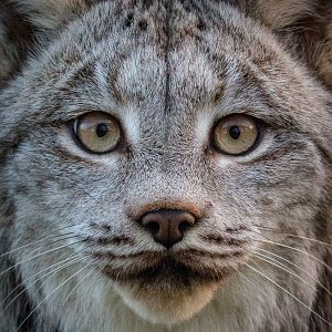 Canada lynx : Hamerton : 20 Dec 2015