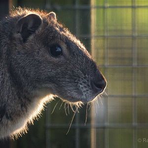 Rock cavy : Hamerton : 29 Dec 2015