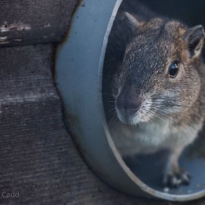 Rock cavy : Hamerton : 29 Dec 2015