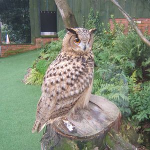 Turkemanian Eagle Owl