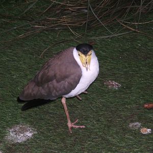 Masked Plover