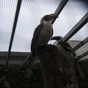 Von der Deckens Hornbill