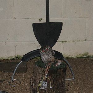 Tropical Screech Owl