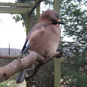 Eurasian Jay
