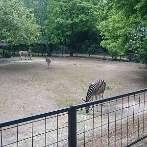 Chapman zebra enclosure