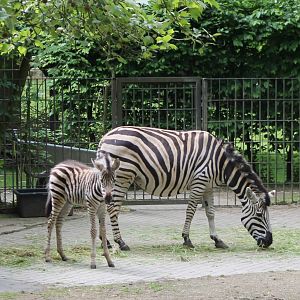 Chapman zebra with foal