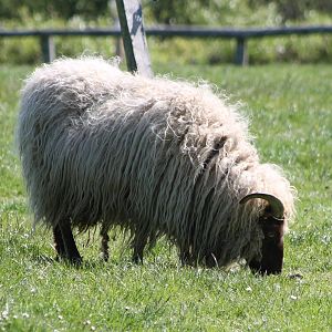 Some kind of Sheep-breed