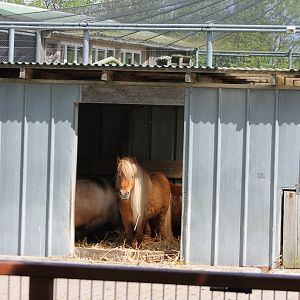 Pony-shed