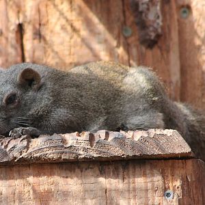 Pere David's rock squirrel