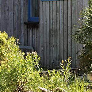 Outdoor Tortoise enclosures