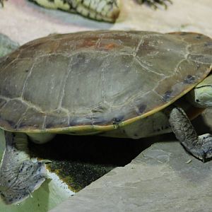 Hilaire's toadhead turtle