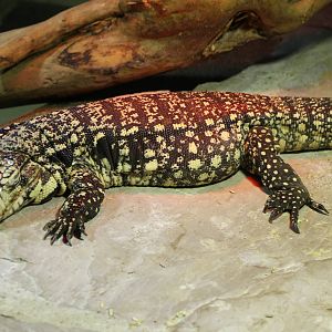 Black and white tegu