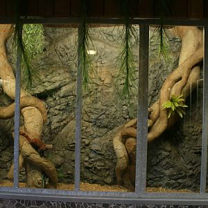 Ring-tailed mongoose exhibit