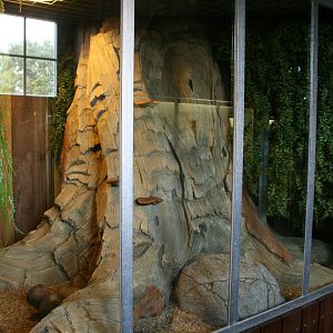 Round-eared elephant shrew exhibit