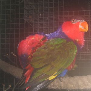 Black-capped Lory