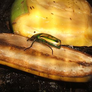 Ugandan Flower Beetle