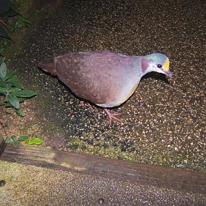 Sulawesi Ground Dove