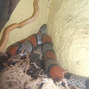 Grey banded Kingsnake