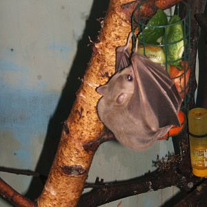 Straw-coloured Fruit Bat