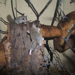 Kellen`s Dwarf Dormouse