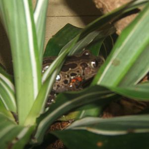 Tiger Legged Running Frog (Kassina maculata)