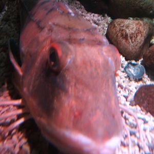 Red Gurnard