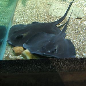 Atlantic Stingray (Dasyatis sabina)
