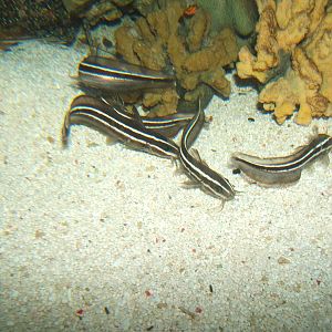 Juvenile Marine Catfish (Plotosus lineatus)