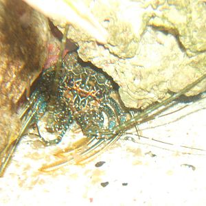 Spiny Crayfish (Panulirus interruptus)