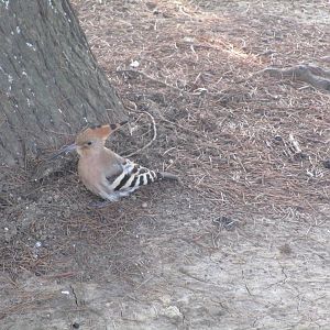 Hoopoe