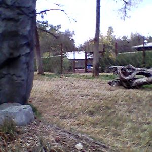 Cheetah exhibit