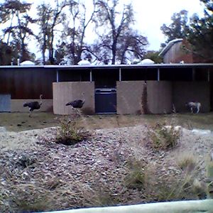 Giraffe-ostrich-addax exhibit