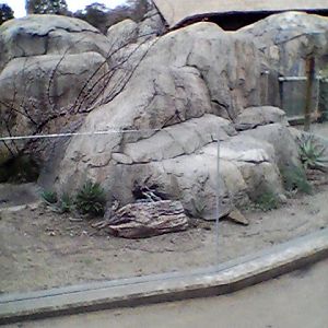 Agama/pancake tortoise exhibit