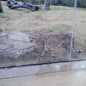 Cheetah exhibit