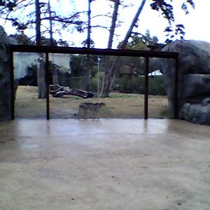 Cheetah exhibit