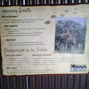 Giraffe conservation sign