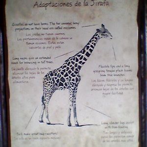 Giraffe interpretive sign
