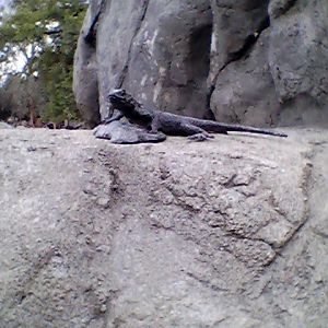 Lizard statue interpretive