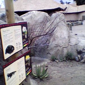 Agama/ pancake tortoise exhibit