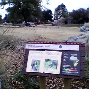 Rhino savanna overlook